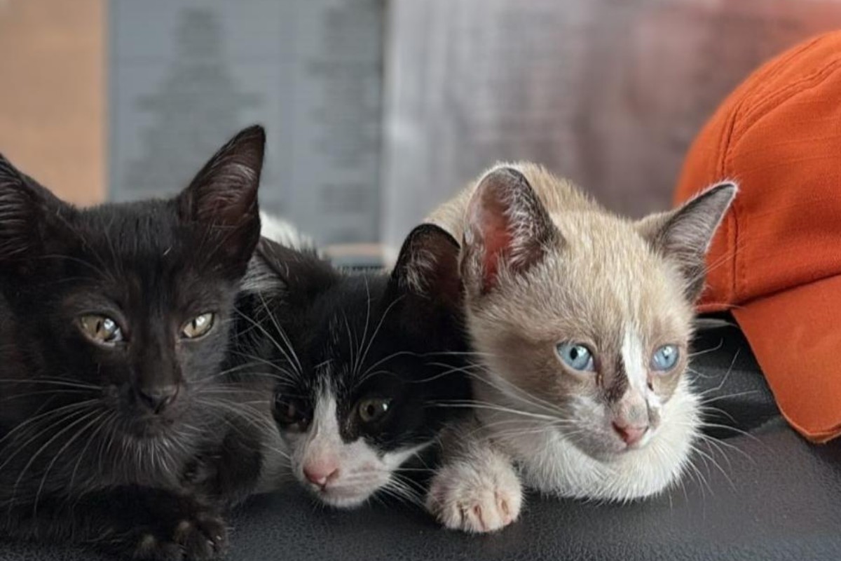foto Not&iacute;cia Tangará da Serra